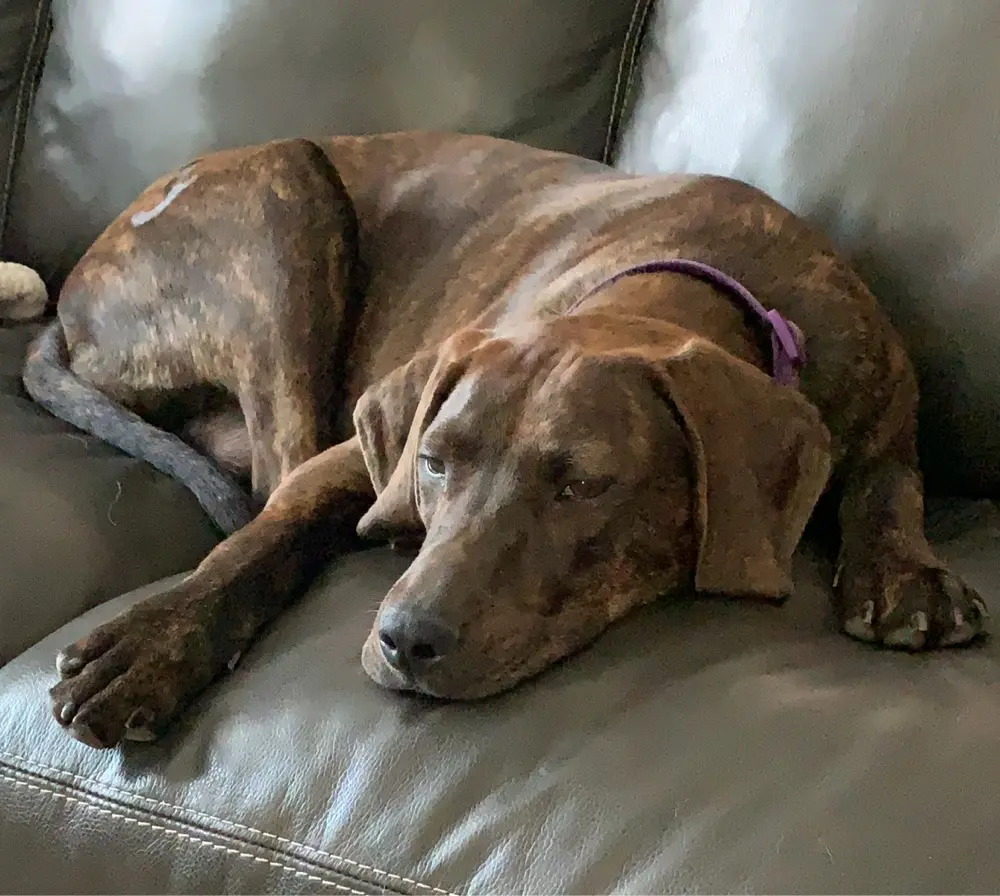 Around Deanna’s House profile pic