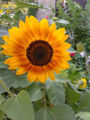 Susan Flynn profile pic