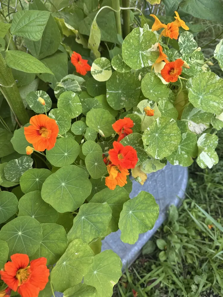 Chargamil profile pic