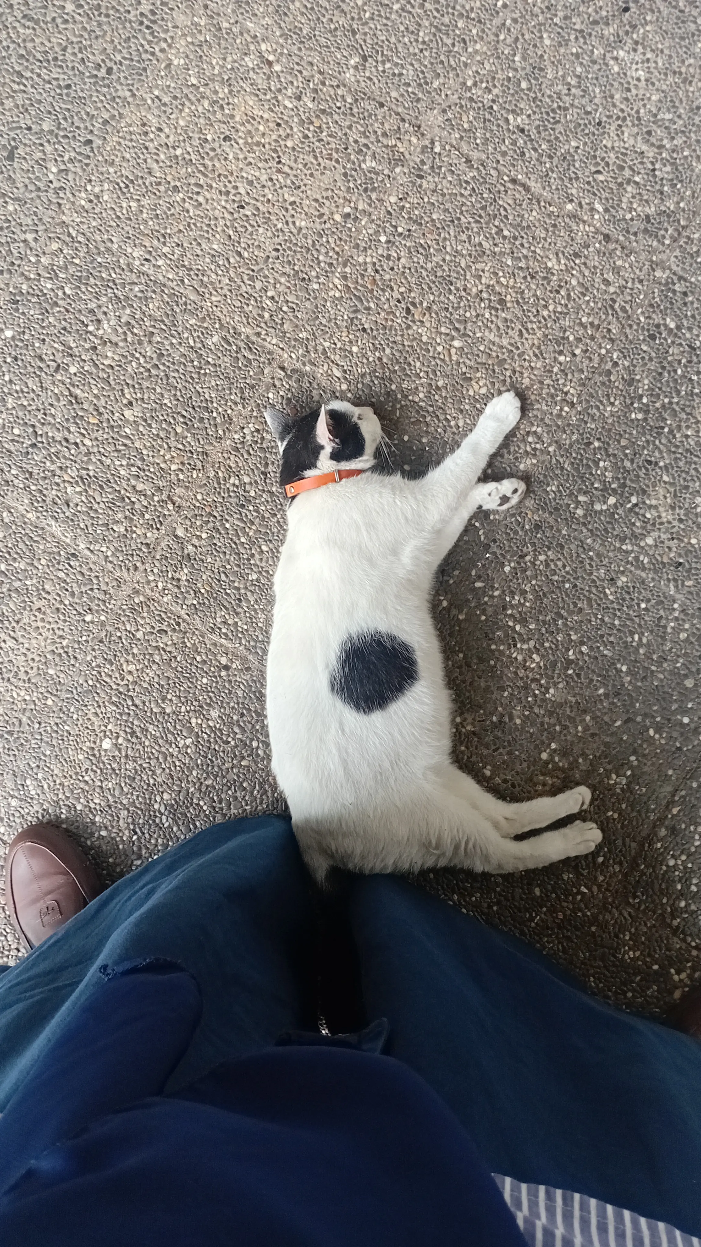 Shiracitabine avatar