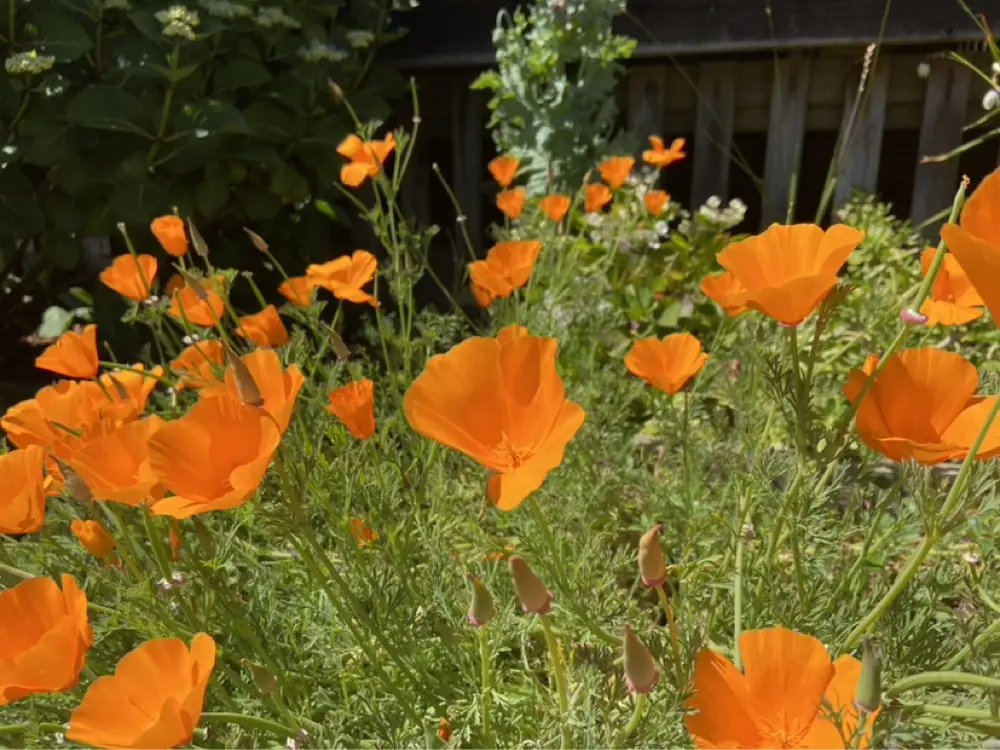 Alyssa Y profile pic